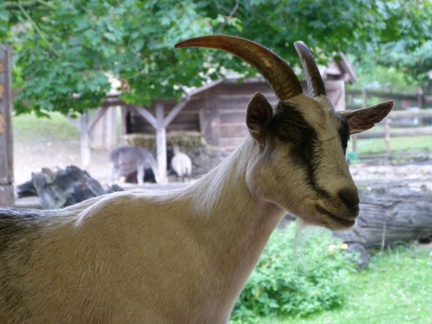 Peacock goat -Zoo Praha (2025)