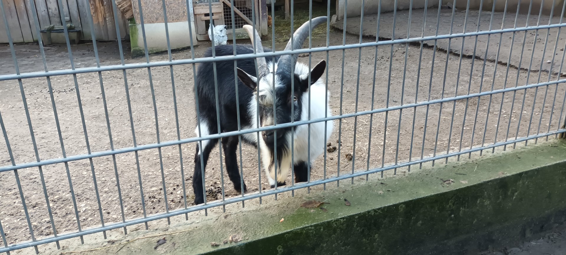 Peacock Goat