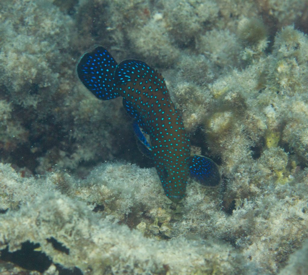 Peacock Grouper (Cephalopholis argus)