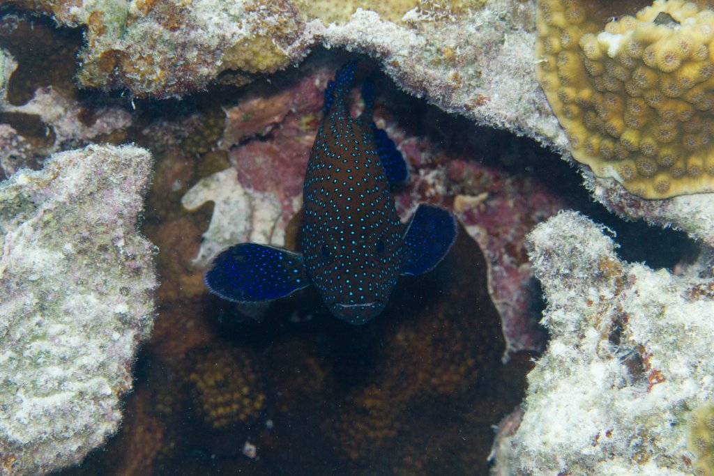 Peacock Grouper (Cephalopholis argus)