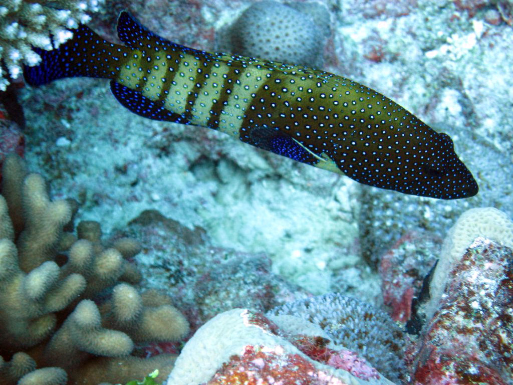 Peacock Grouper