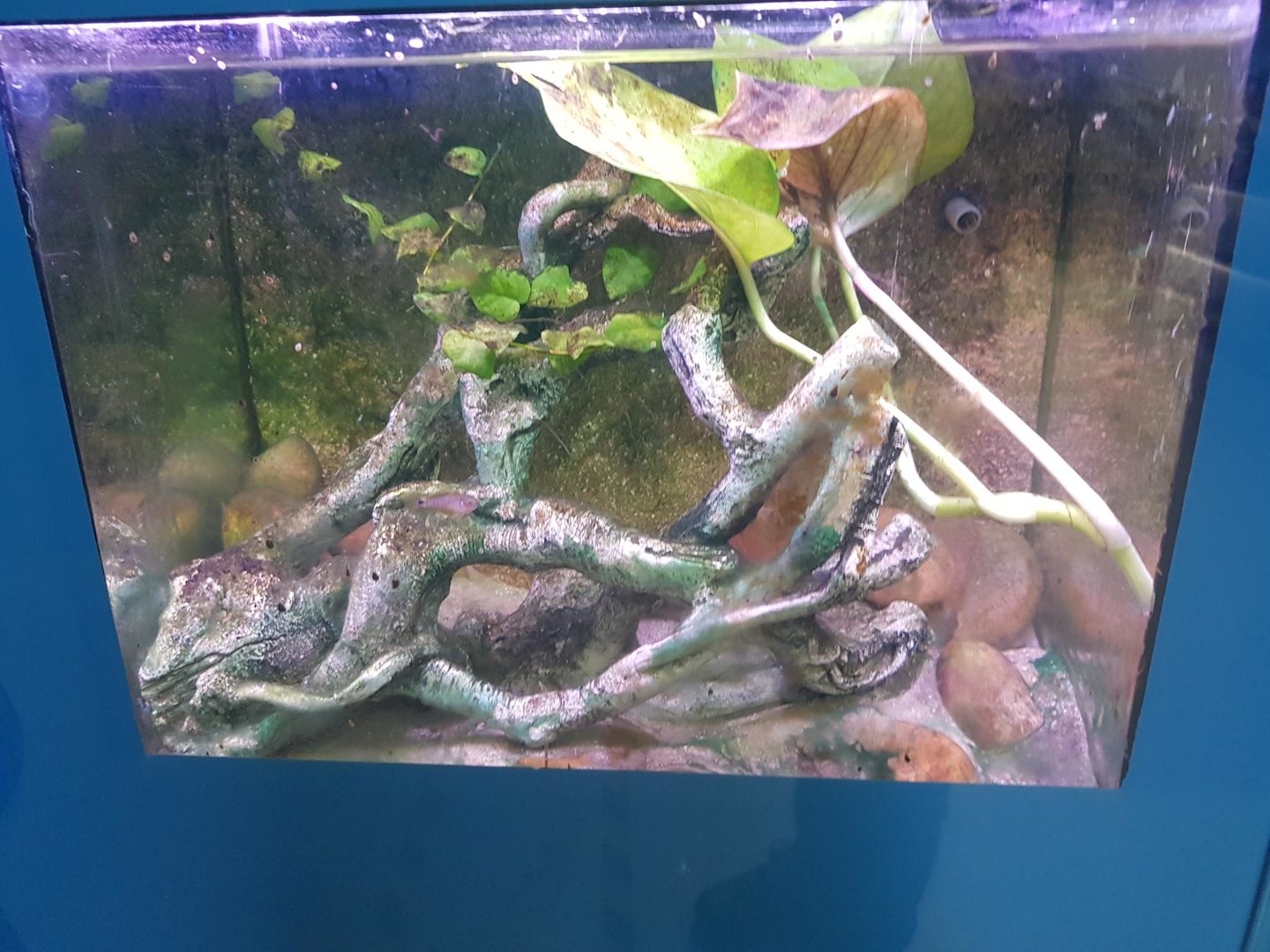 Peacock Gudgeon Tank