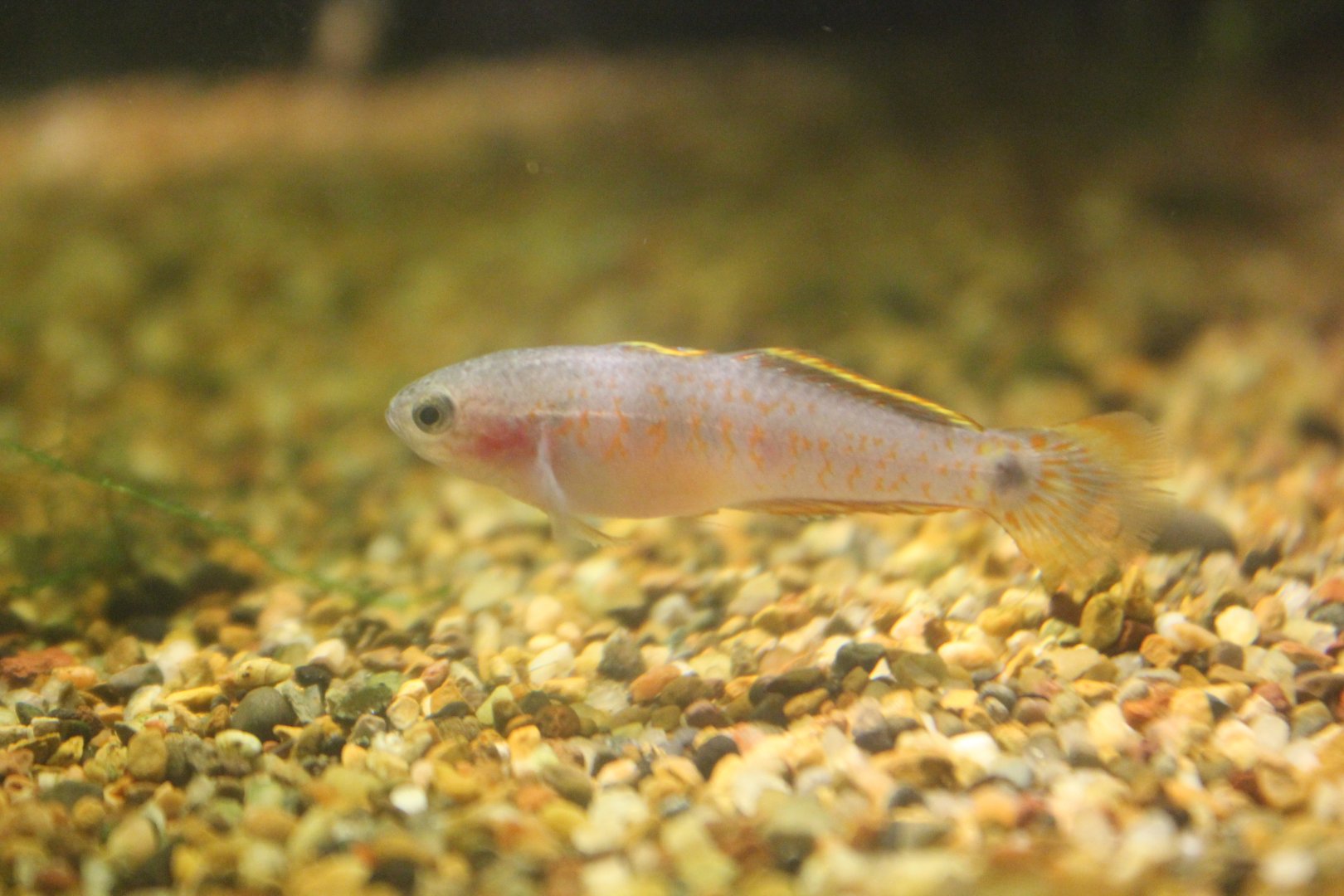 Peacock Gudgeon (Tateurndina ocellicauda)