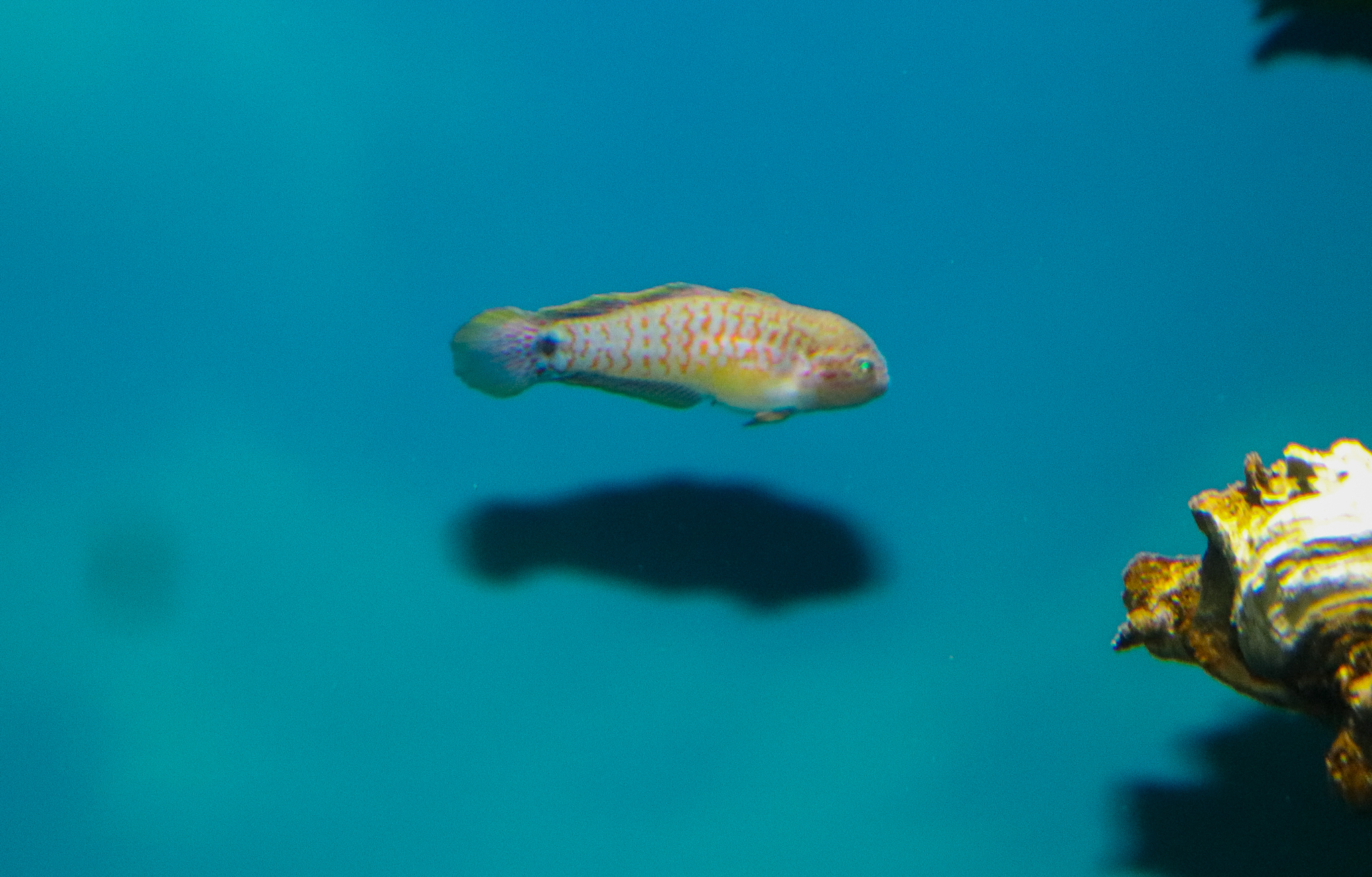 Peacock Gudgeon (Tateurndina ocellicauda)
