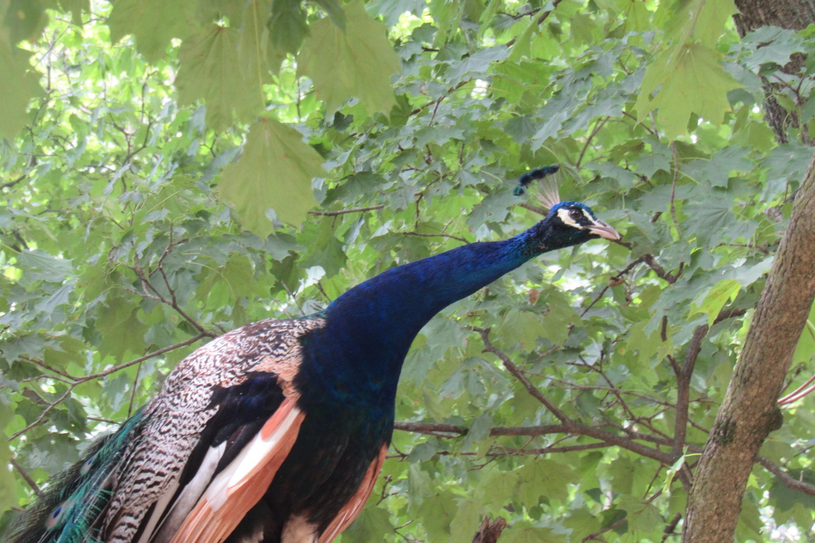 peacock in a tree