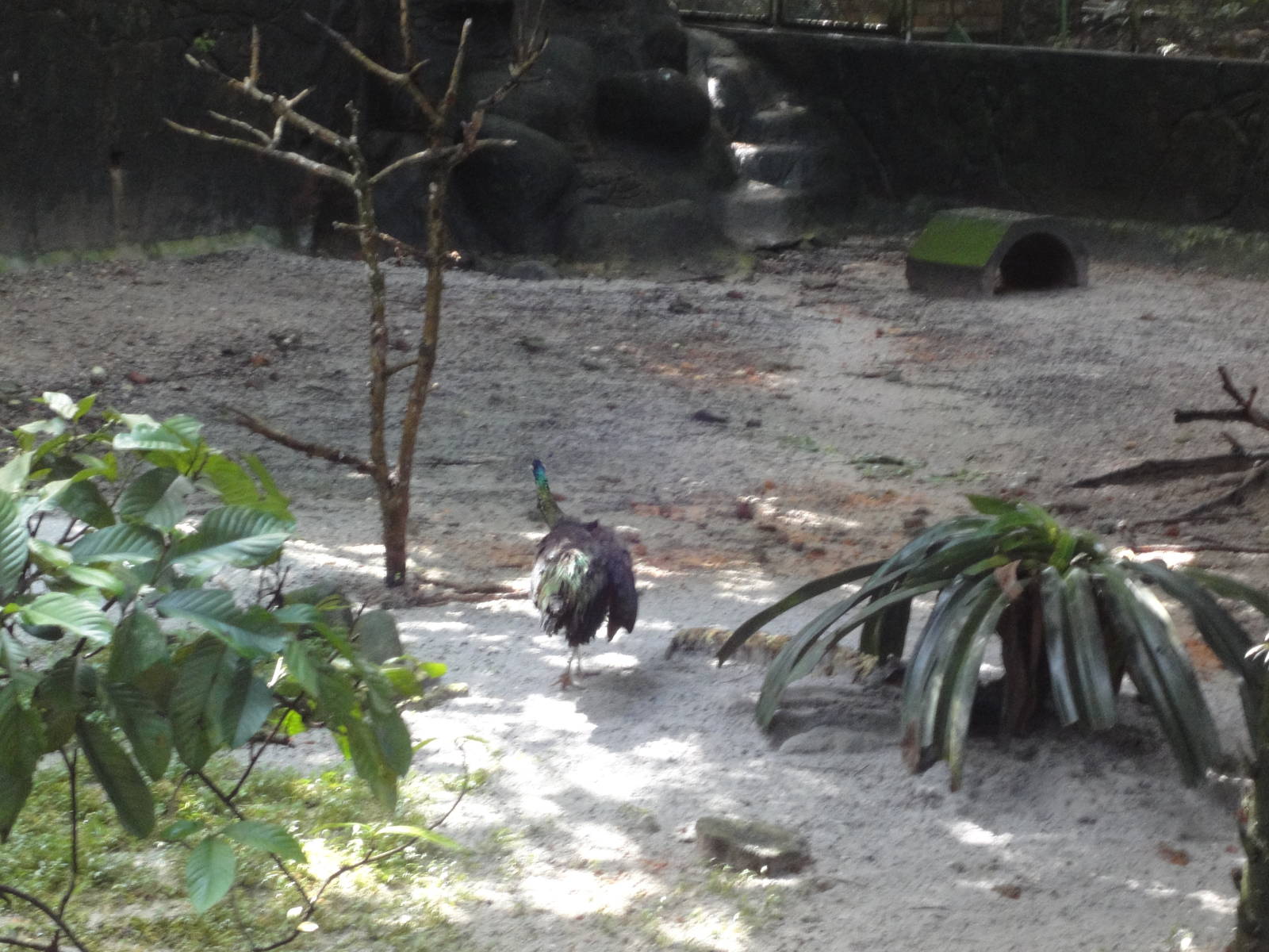 Peacock In Lowland Rainforest
