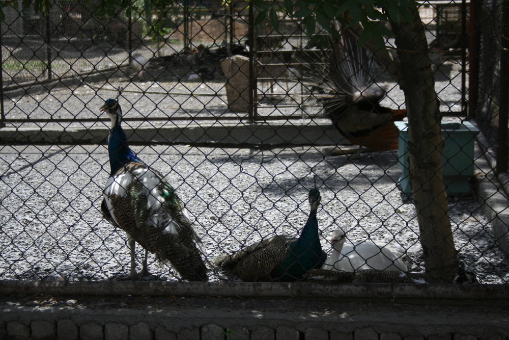 Peacock India(Mashhad zoo)