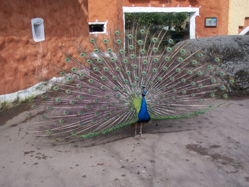 Peacock India