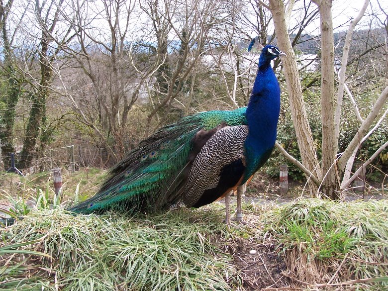 Peacock India