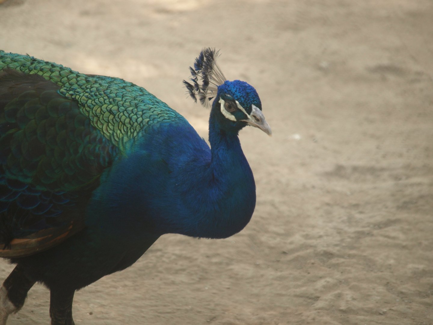Peacock - Lahore zoo 8/4/2017