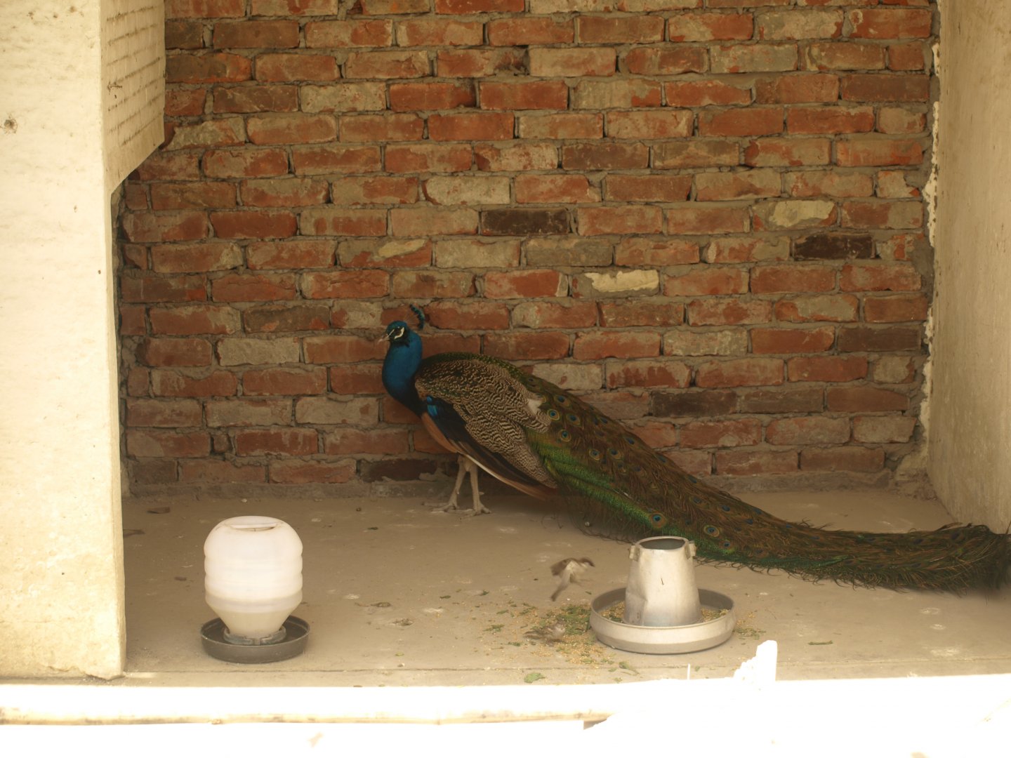 Peacock - Lahore zoo 8/4/2017