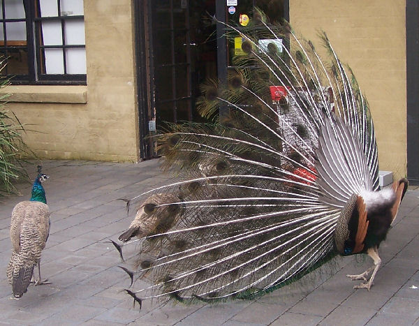 Peacock -  look at me