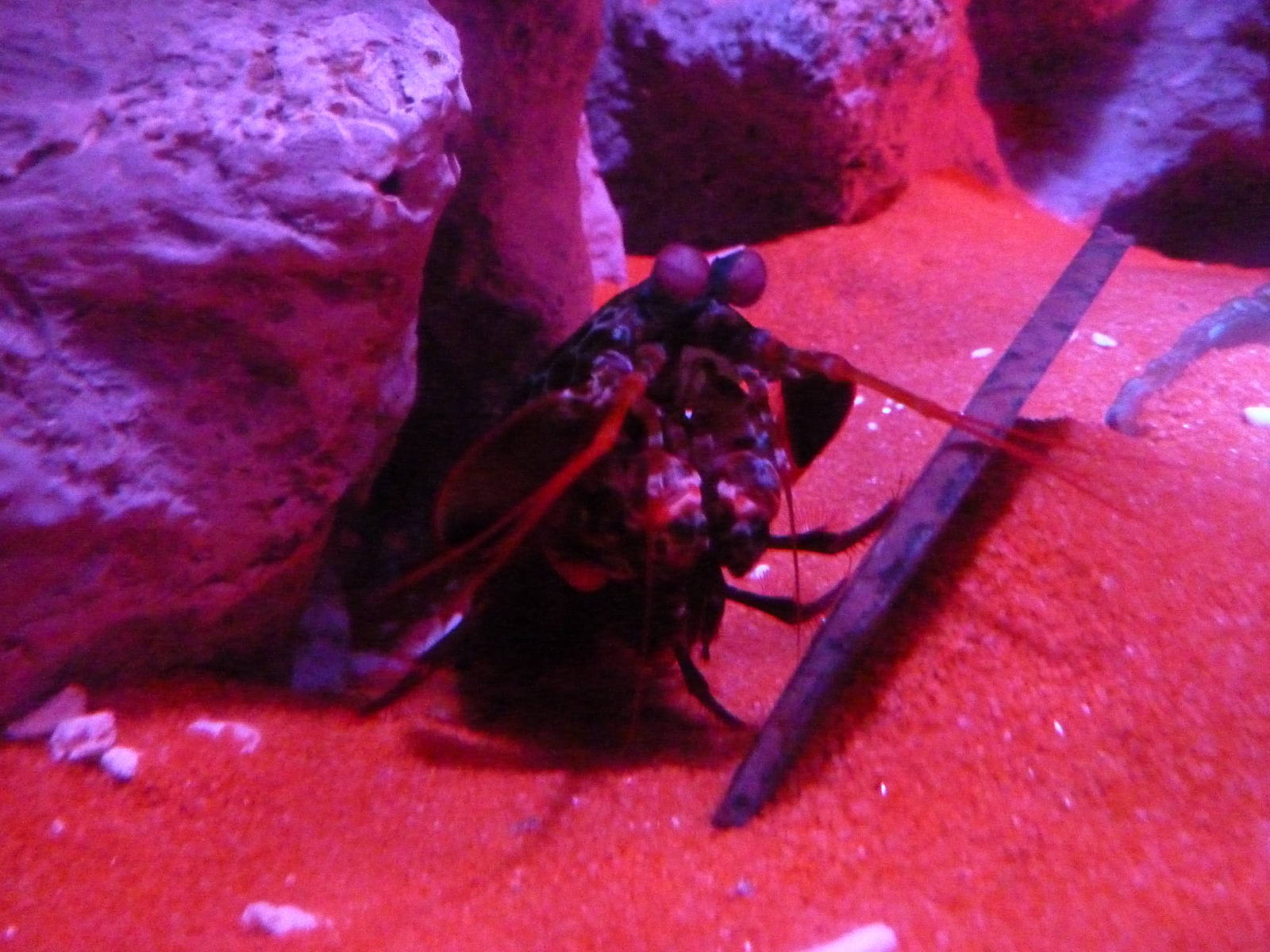 Peacock mantis shrimp - 18th August 2012