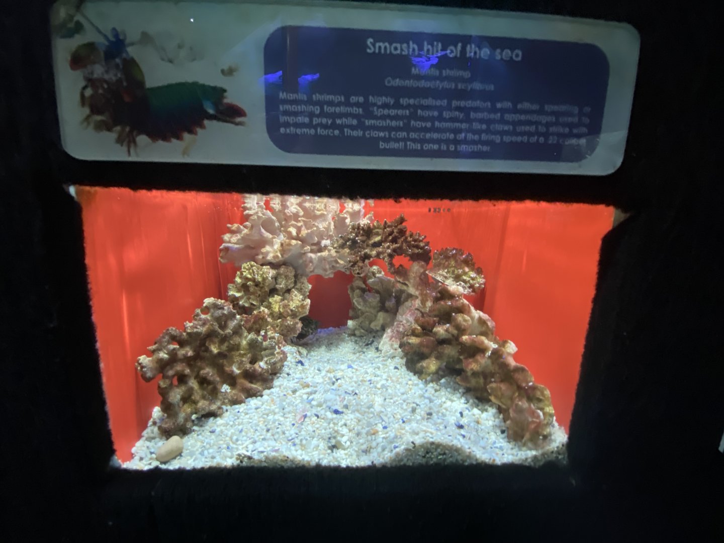Peacock mantis shrimp aquarium