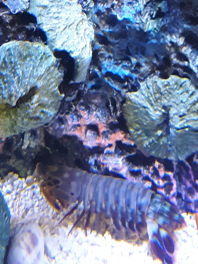 Peacock Mantis Shrimp at the Greensboro Science Center