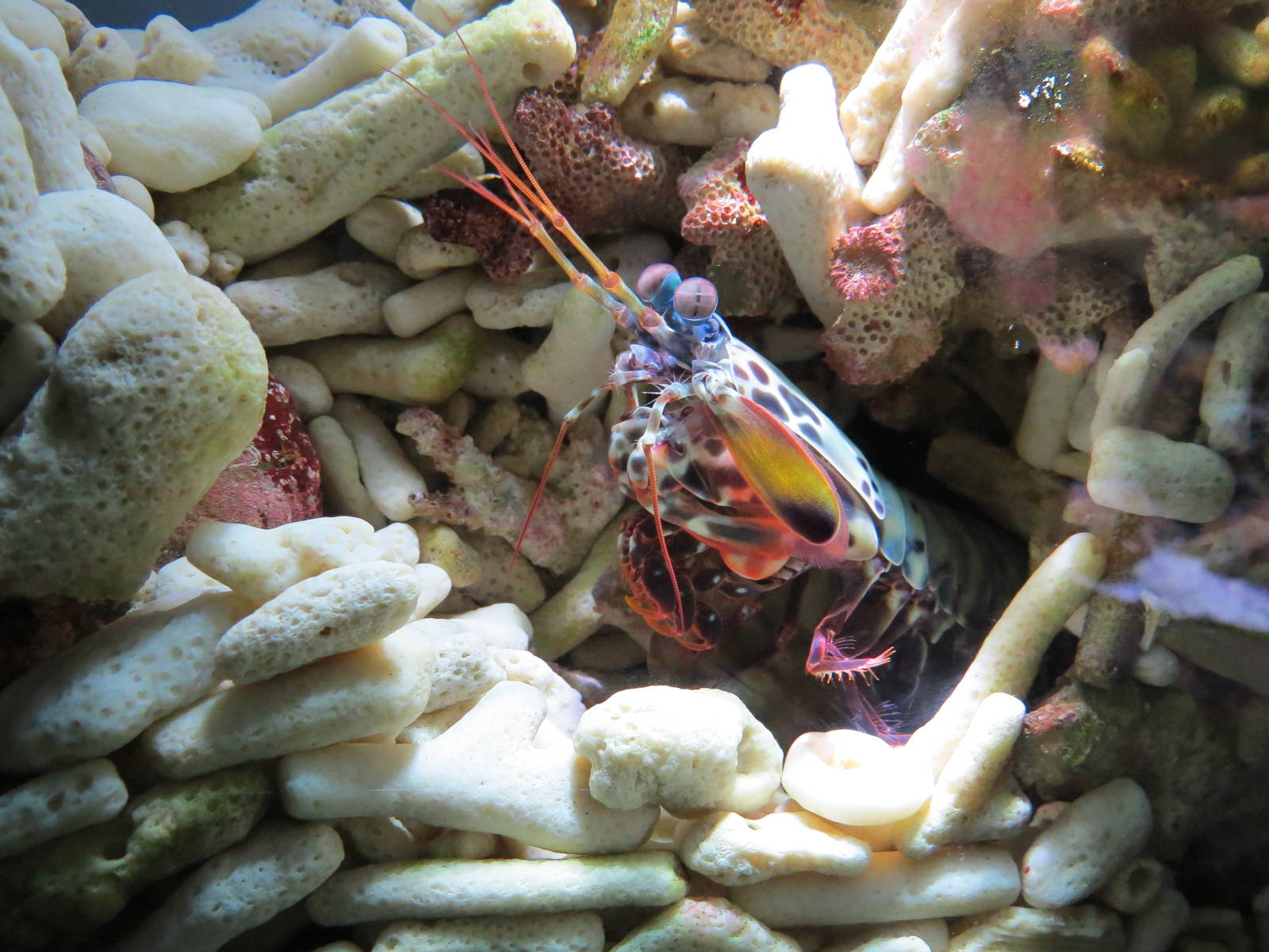Peacock mantis shrimp, October 2014.