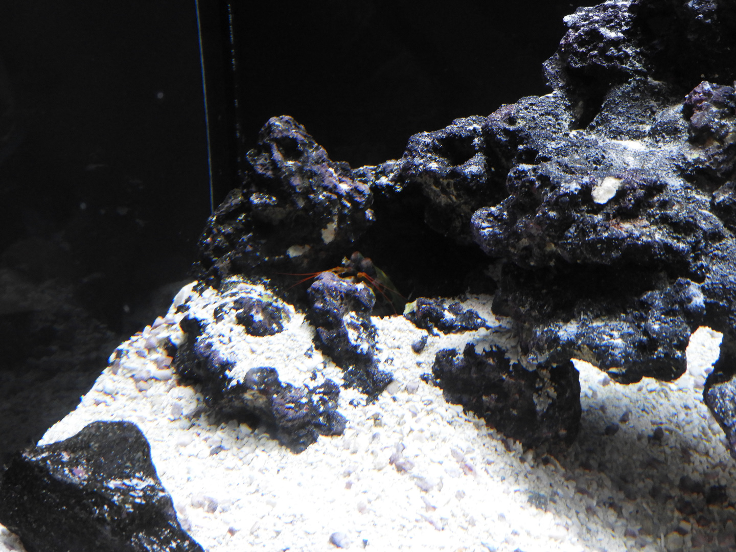 Peacock Mantis Shrimp (Odontodactylus scyllarus) + exhibit - Underwater Beauty - Shedd Aquarium