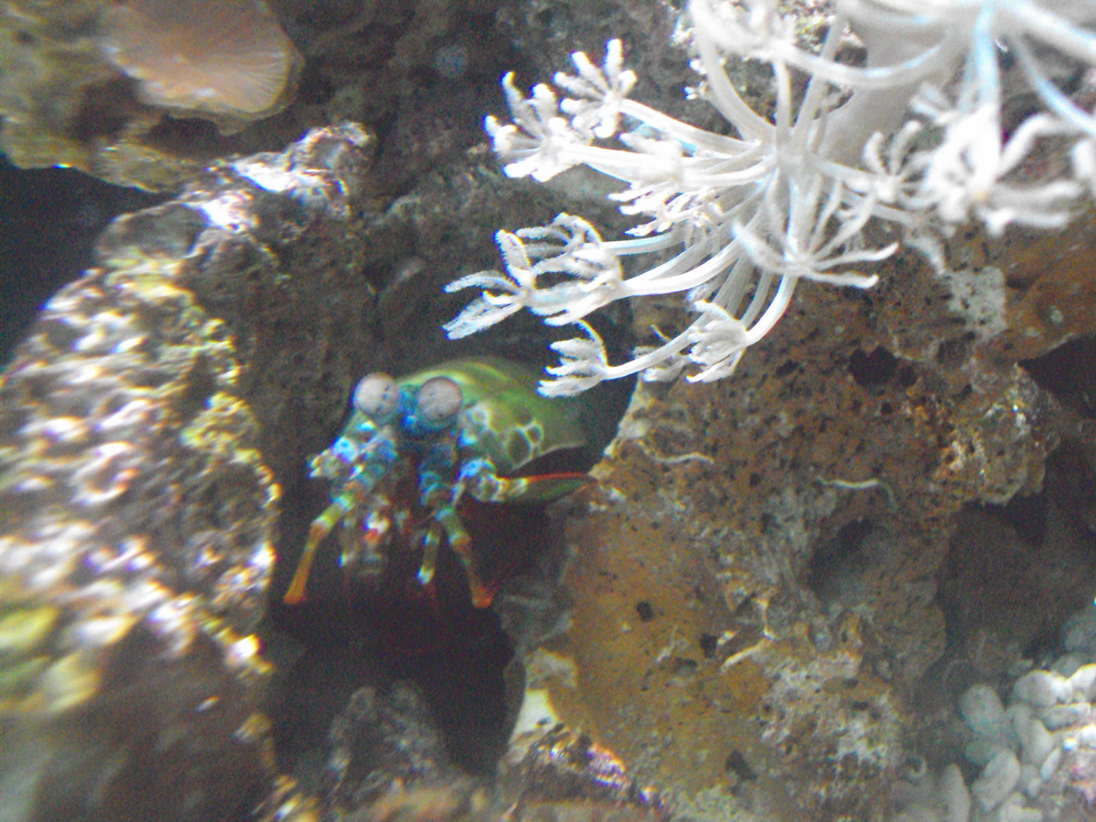 Peacock Mantis Shrimp (Odontodactylus scyllarus)