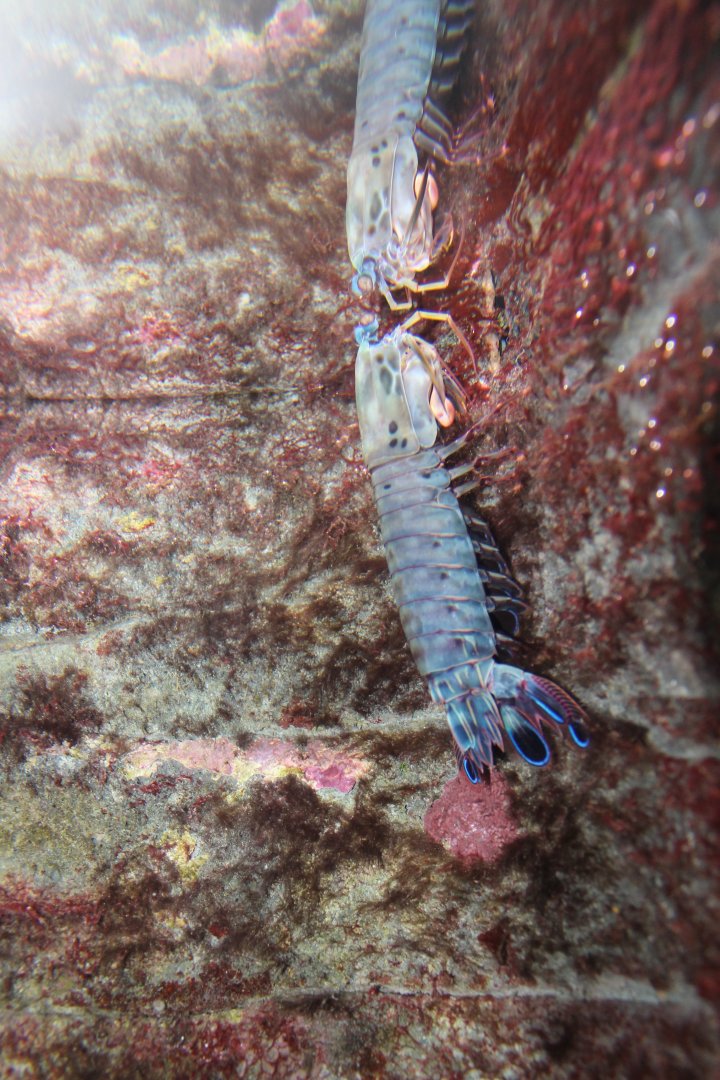 Peacock Mantis Shrimp (Odontodactylus scyllarus)