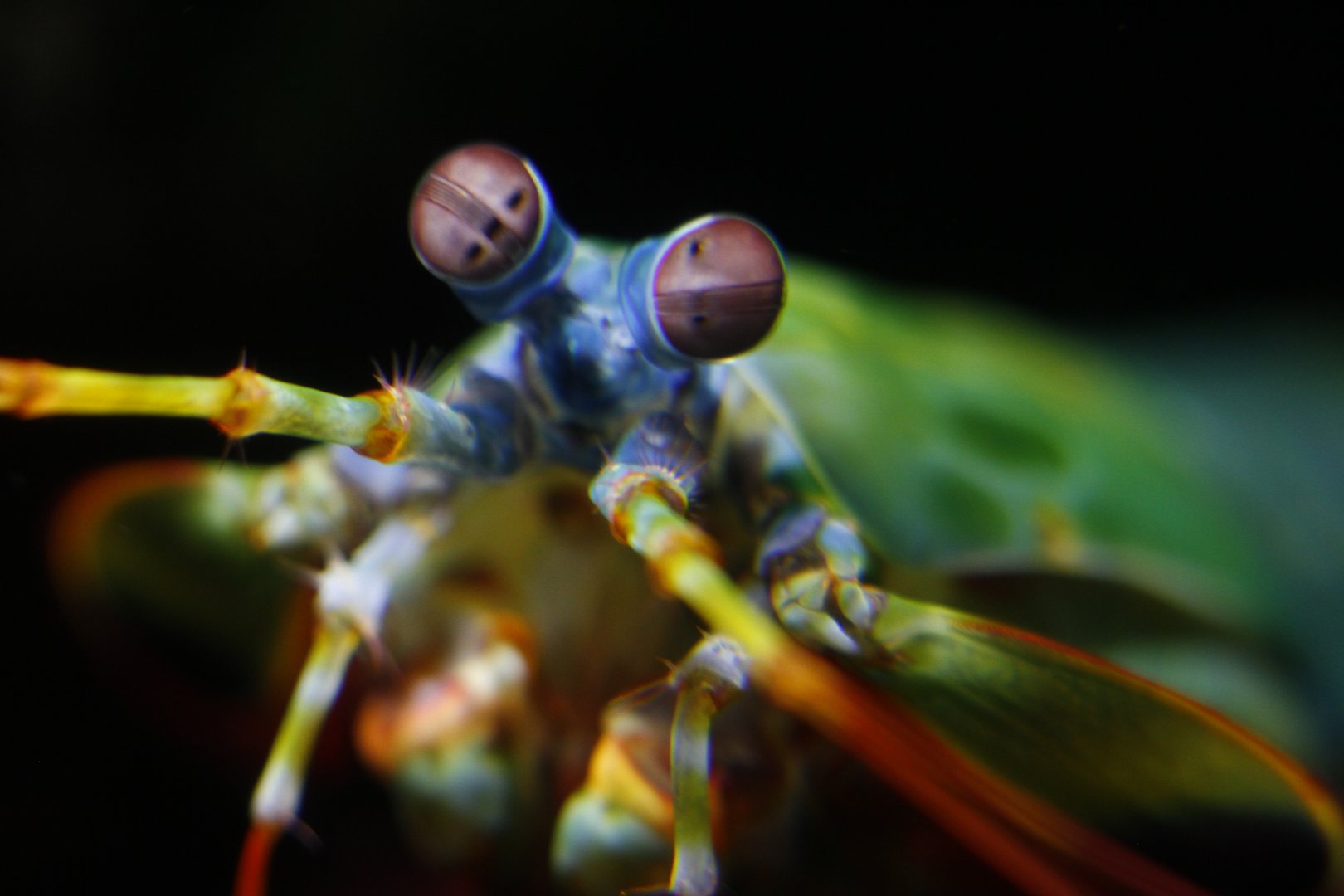 Peacock mantis shrimp (Odontodactylus scyllarus)