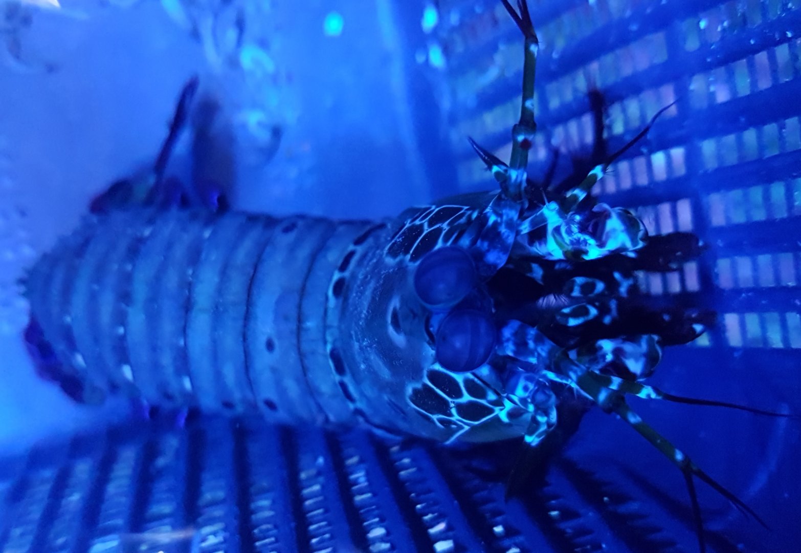 Peacock mantis shrimp - Odontodactylus scyllarus