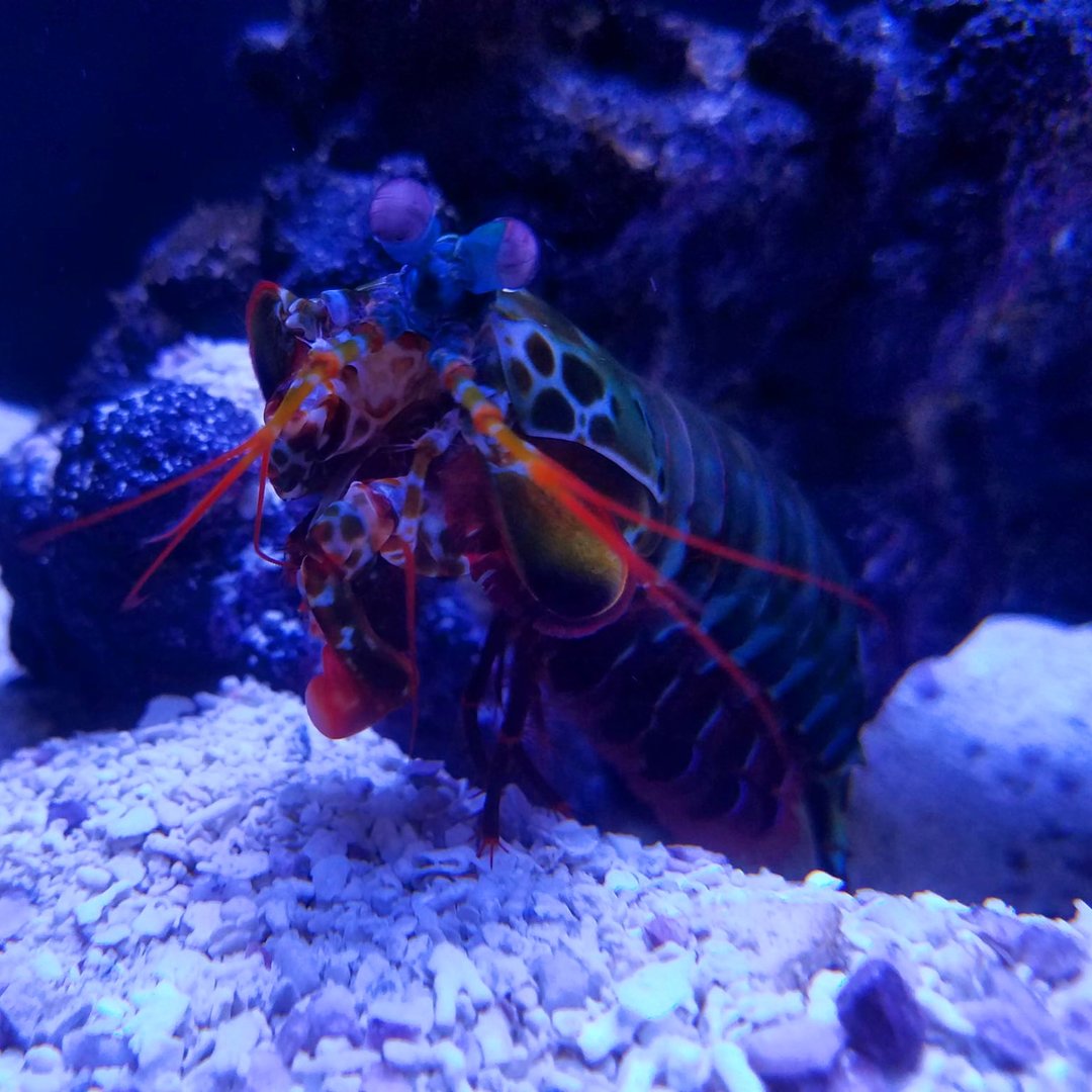 Peacock Mantis Shrimp (Odontodactylus scyllarus)