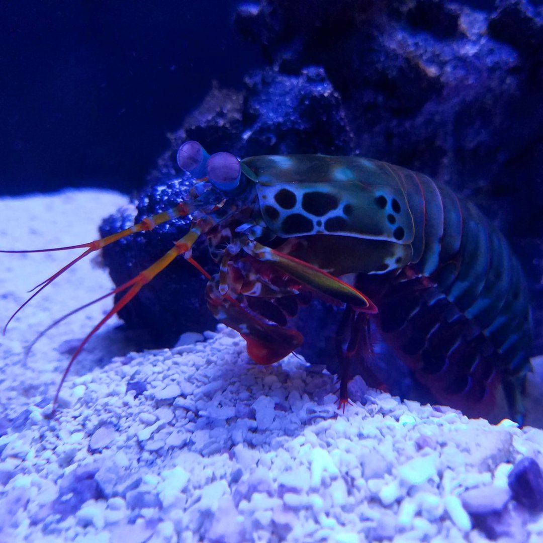 Peacock Mantis Shrimp (Odontodactylus scyllarus)