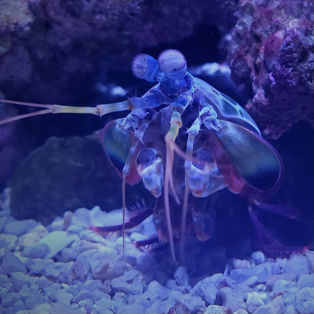 Peacock Mantis Shrimp (Odontodactylus scyllarus)