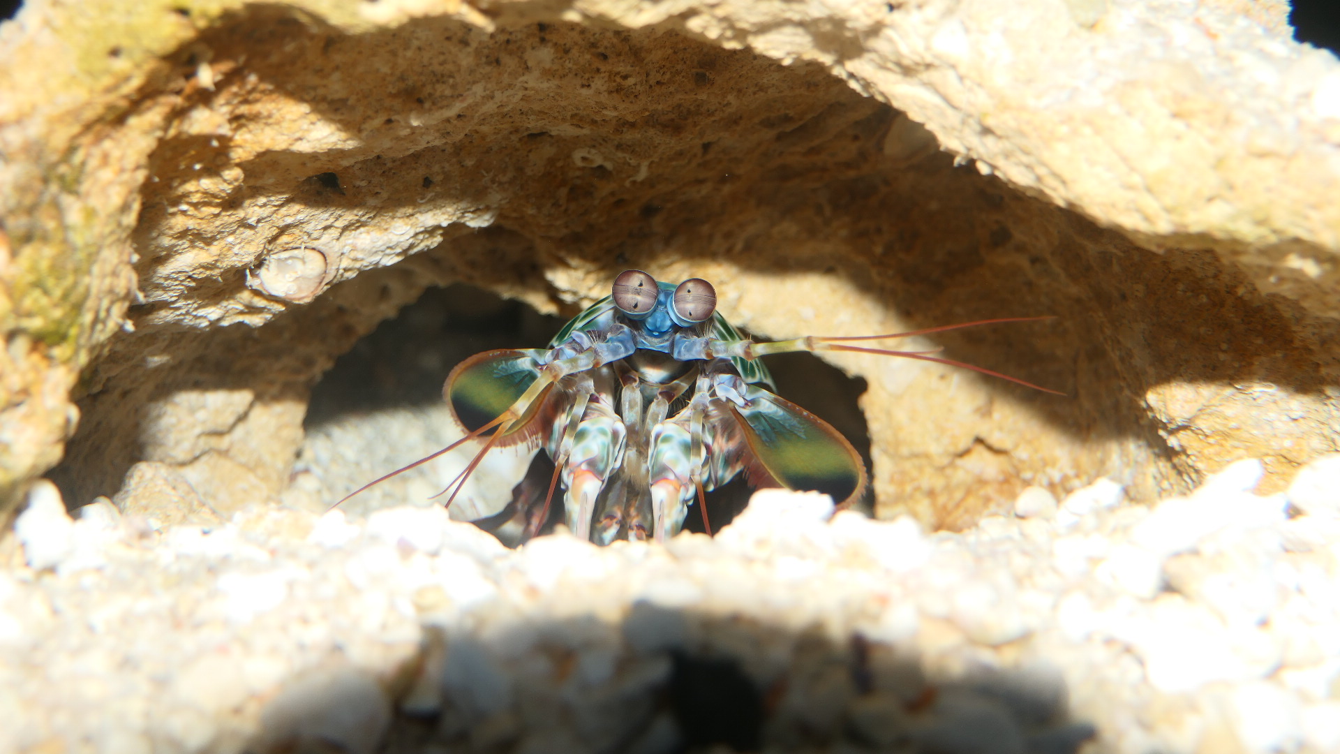 Peacock Mantis Shrimp (Odontodactylus scyllarus)