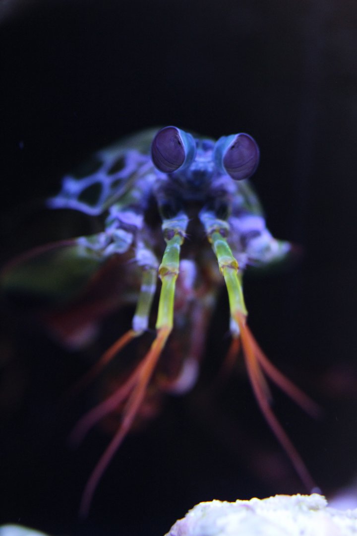 Peacock mantis shrimp (Odontodactylus scyllarus)