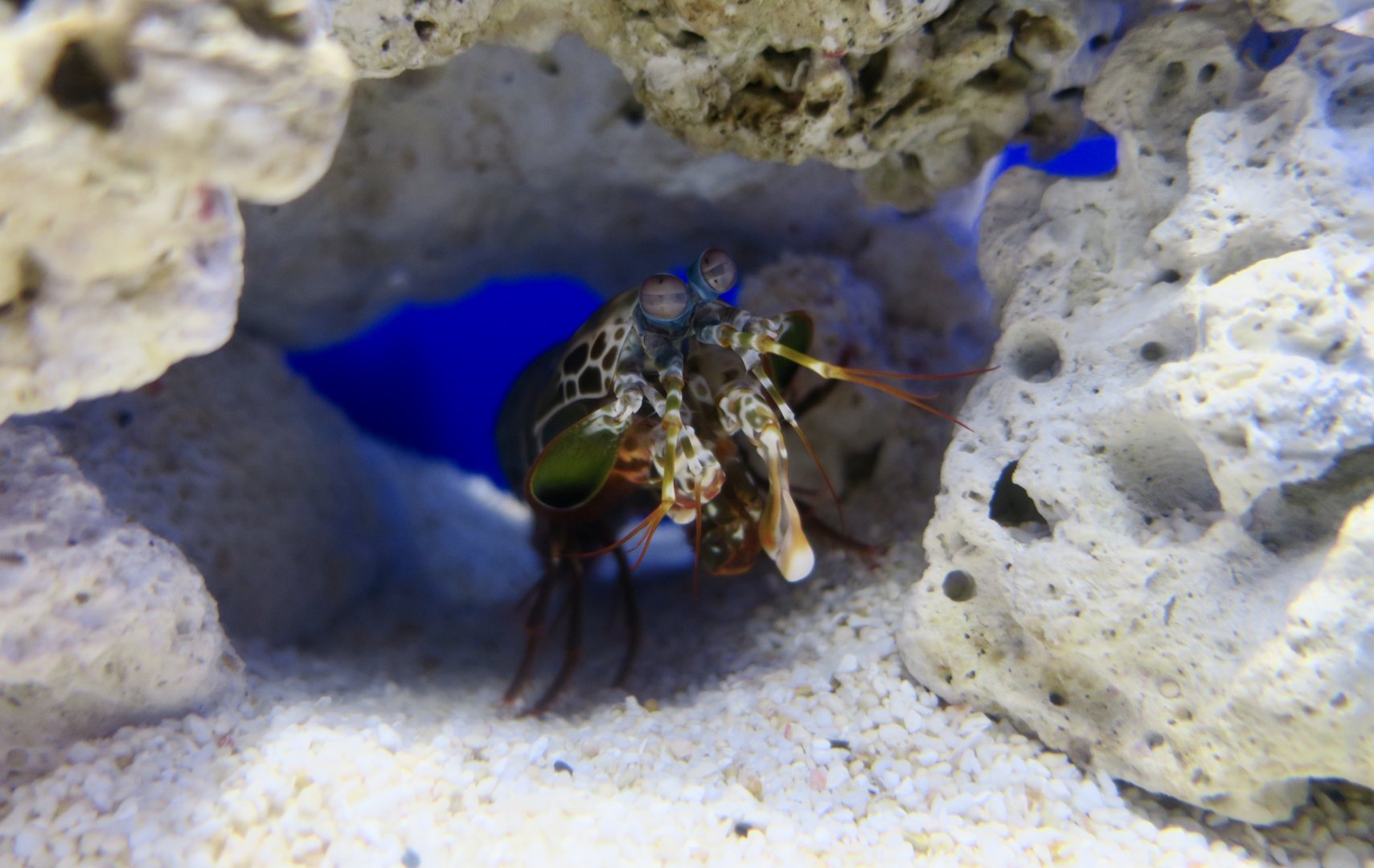 Peacock Mantis Shrimp (Odontodactylus scyllarus)