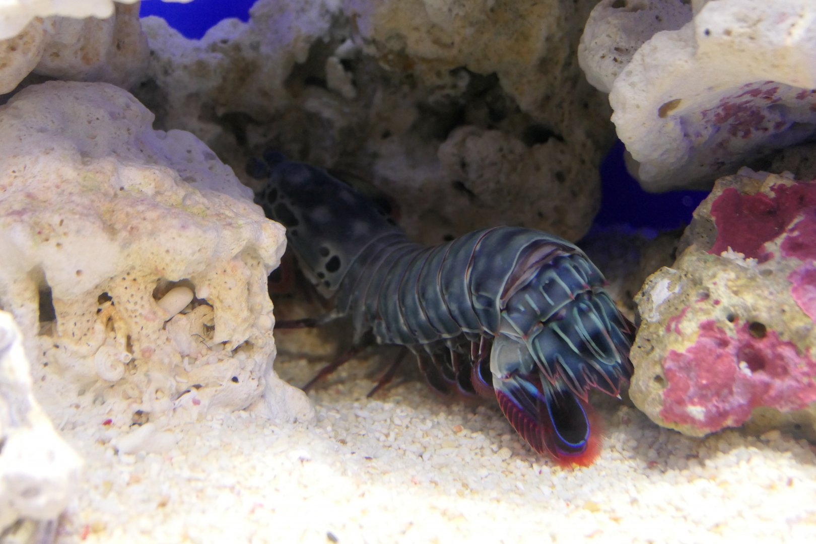Peacock Mantis Shrimp (Odontodactylus scyllarus)