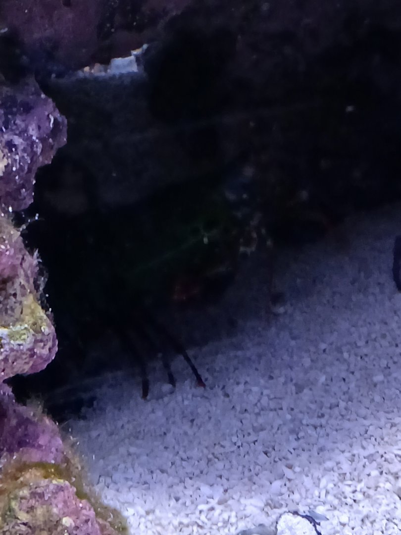 Peacock Mantis Shrimp - Seen Jan 29 2025