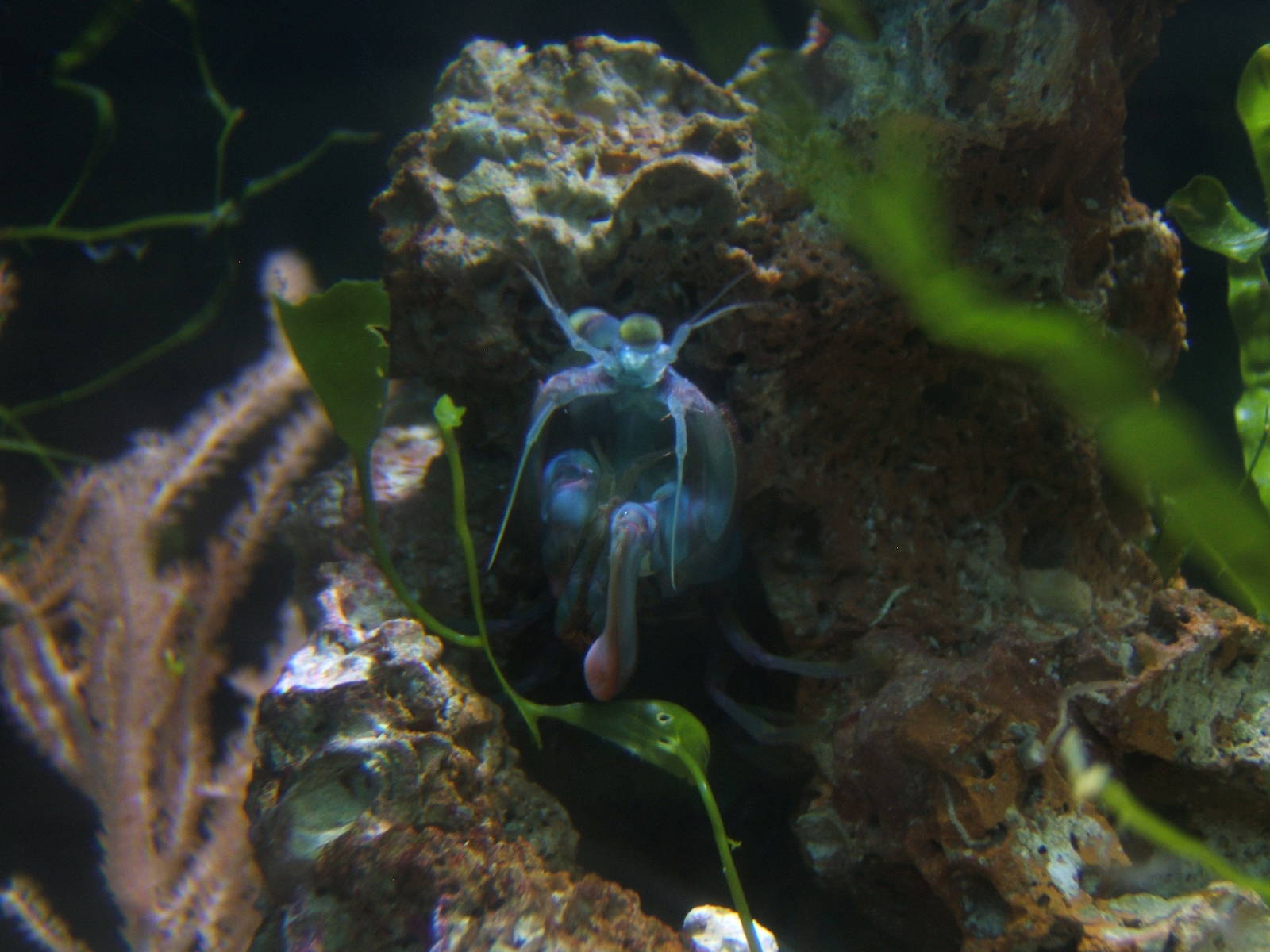 Peacock Mantis Shrimp
