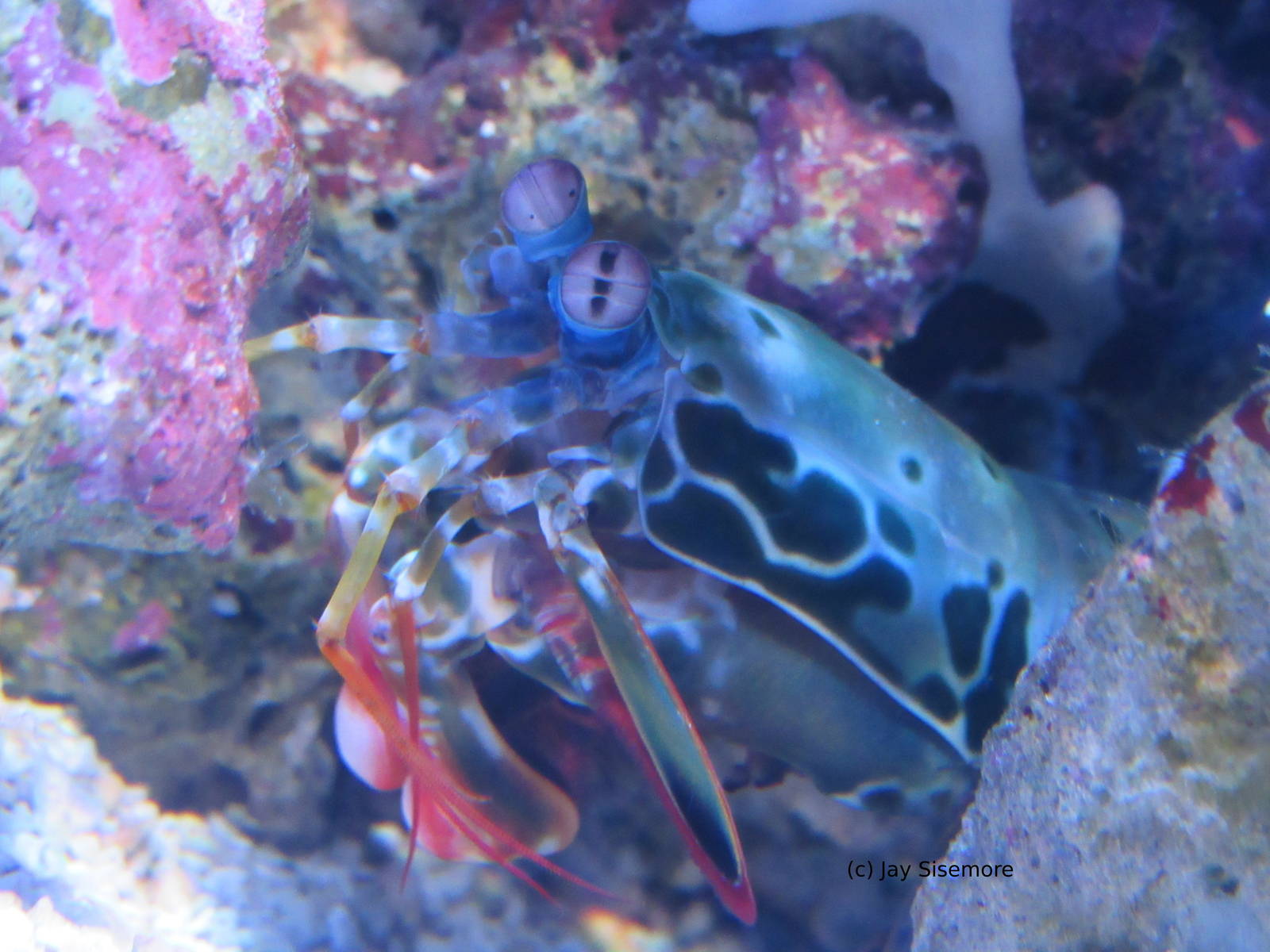 Peacock Mantis Shrimp