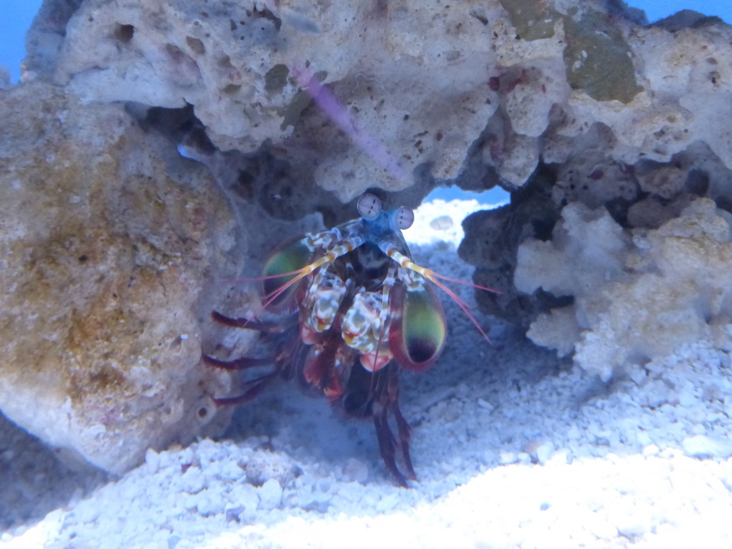 Peacock mantis shrimp