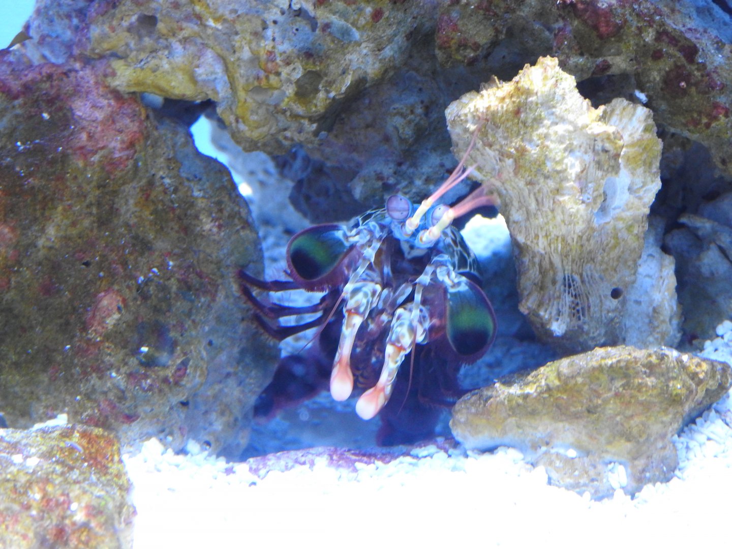 Peacock Mantis Shrimp