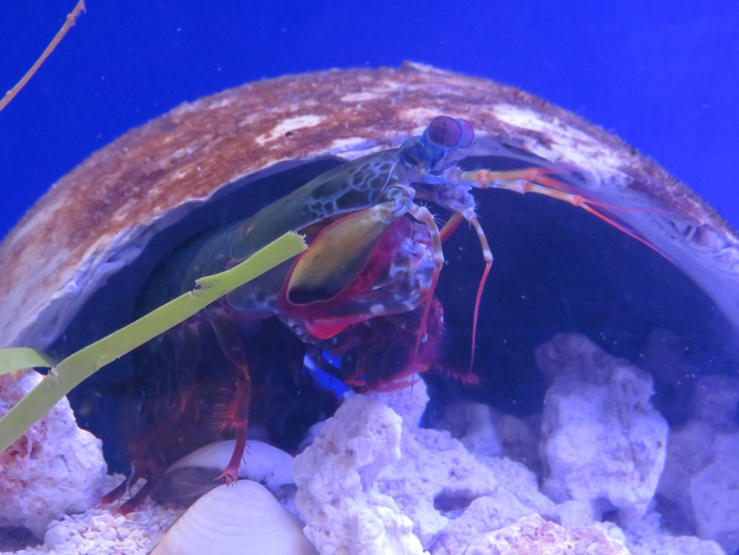 Peacock mantis shrimp