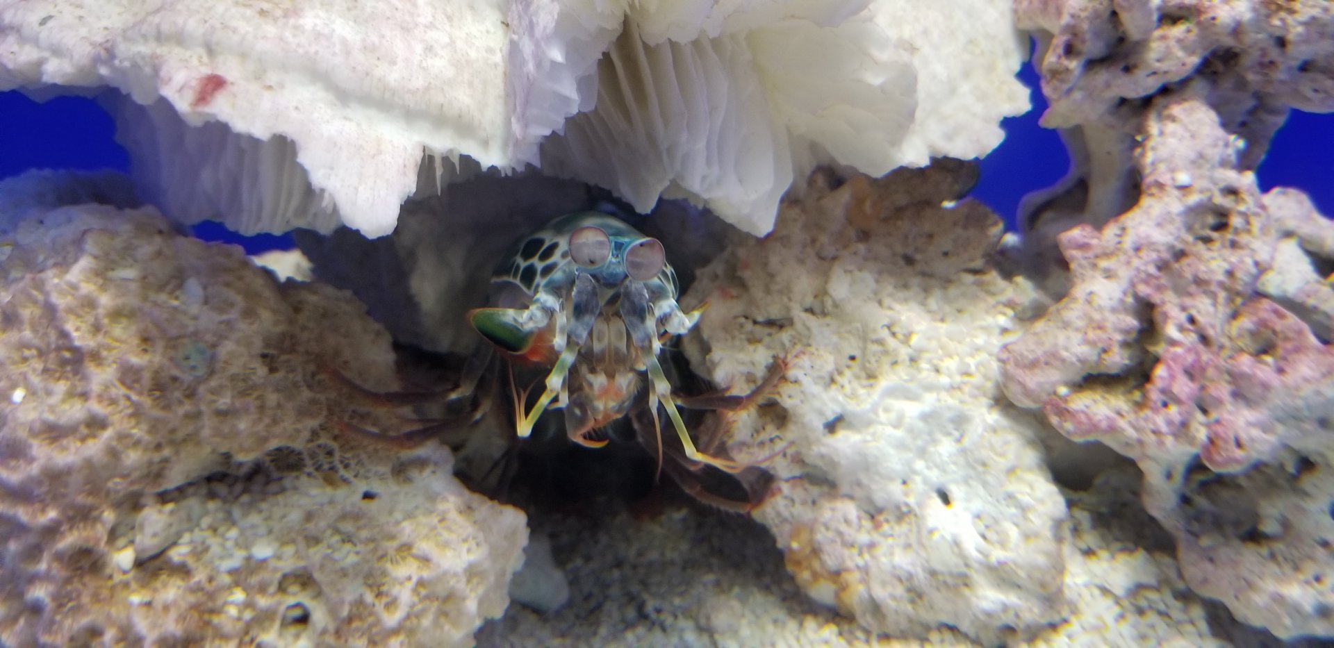 Peacock Mantis Shrimp