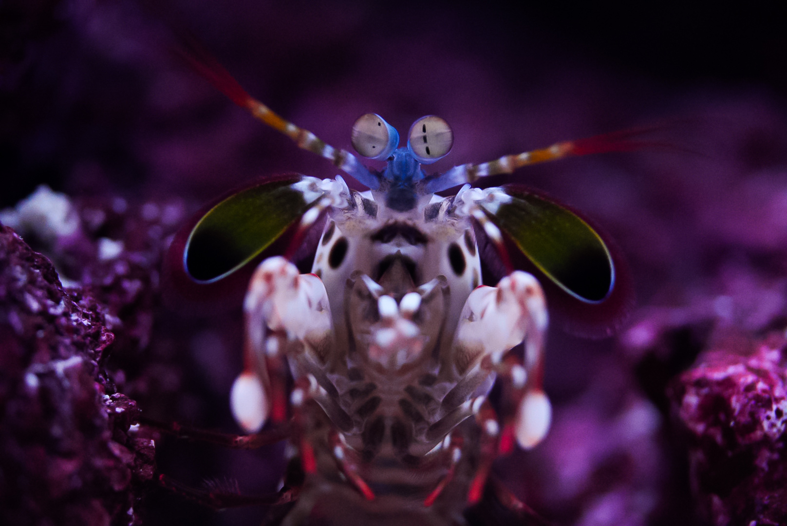 Peacock Mantis Shrimp