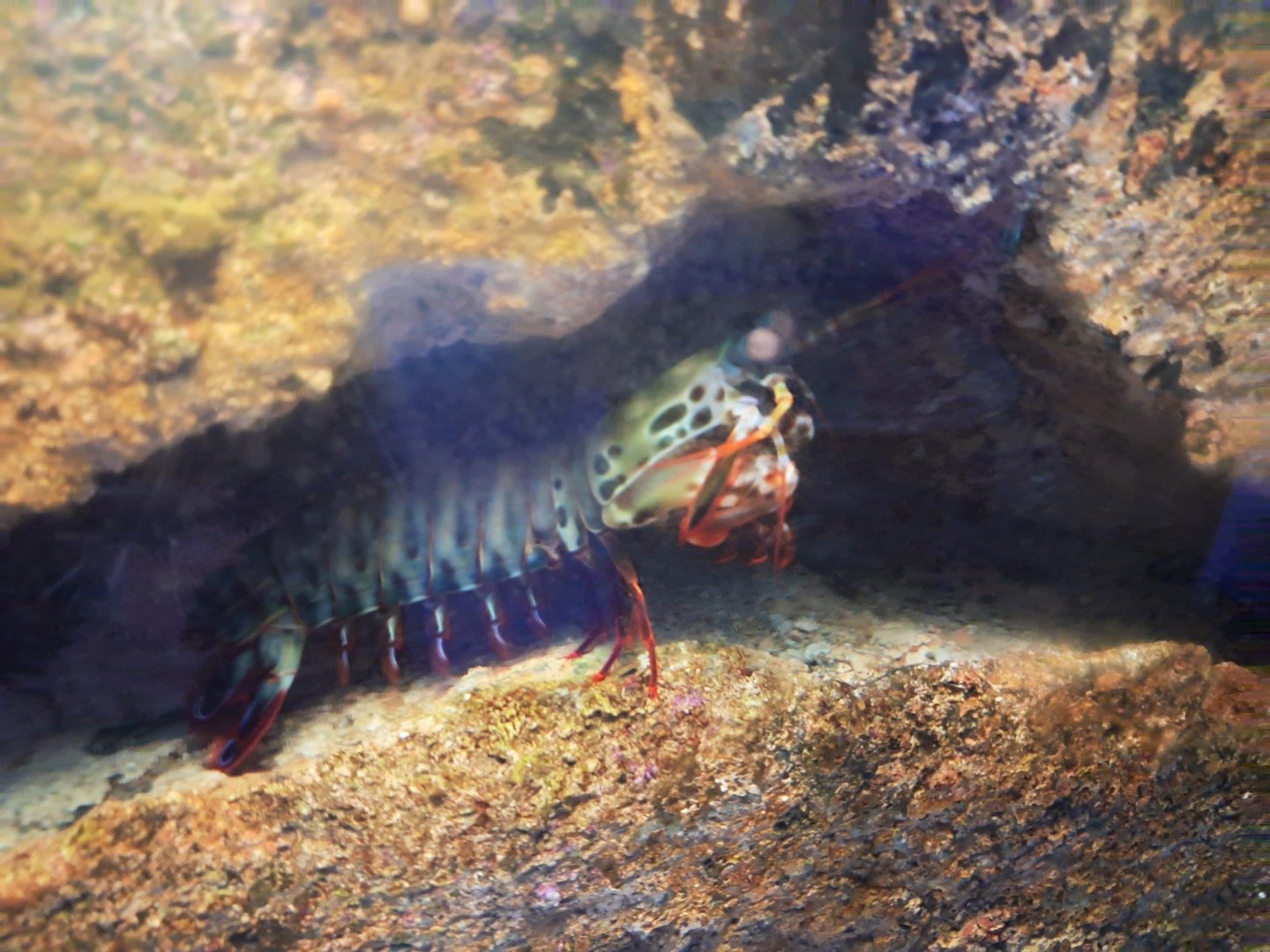 Peacock Mantis Shrimp