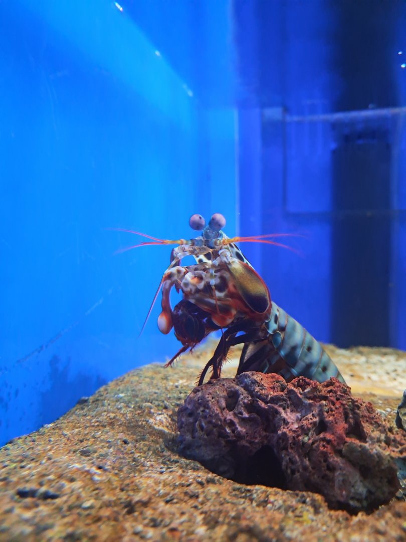 Peacock Mantis Shrimp
