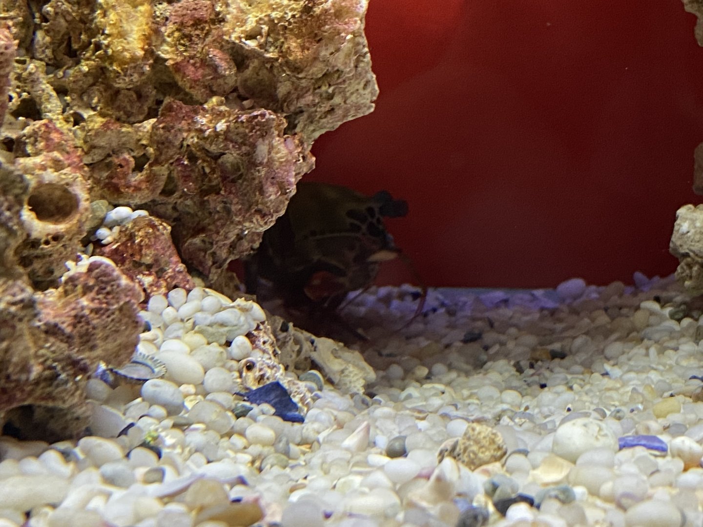 Peacock mantis shrimp