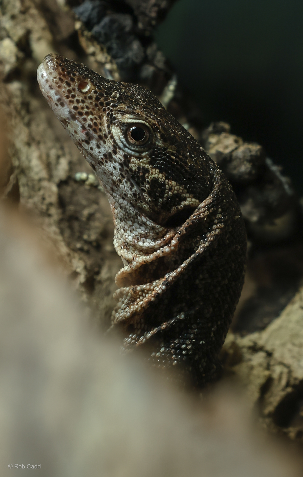 Peacock monitor : Crocodiles of the World : 07 Jun 2024