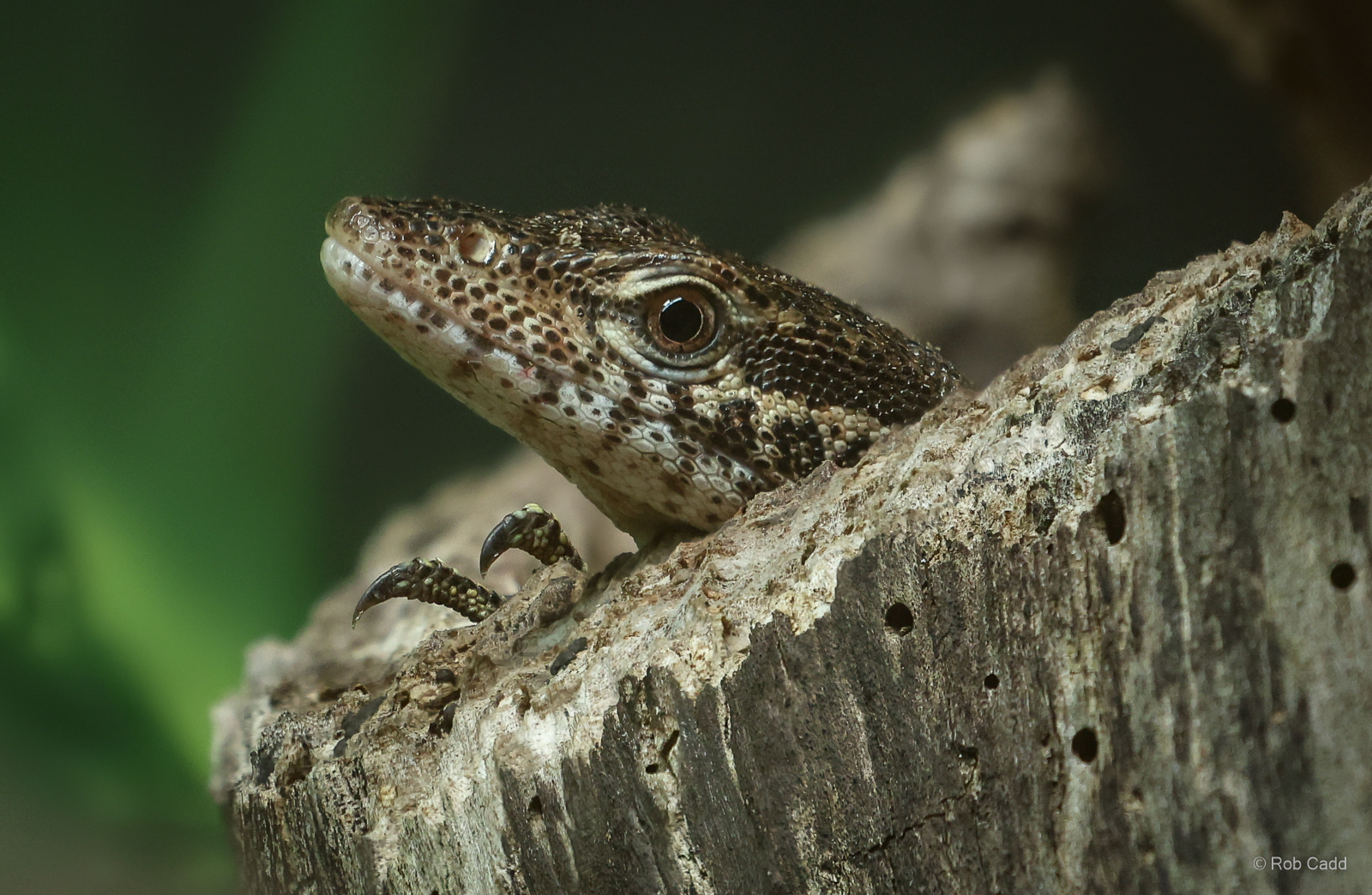 Peacock monitor : Crocodiles of the World : 07 Jun 2024