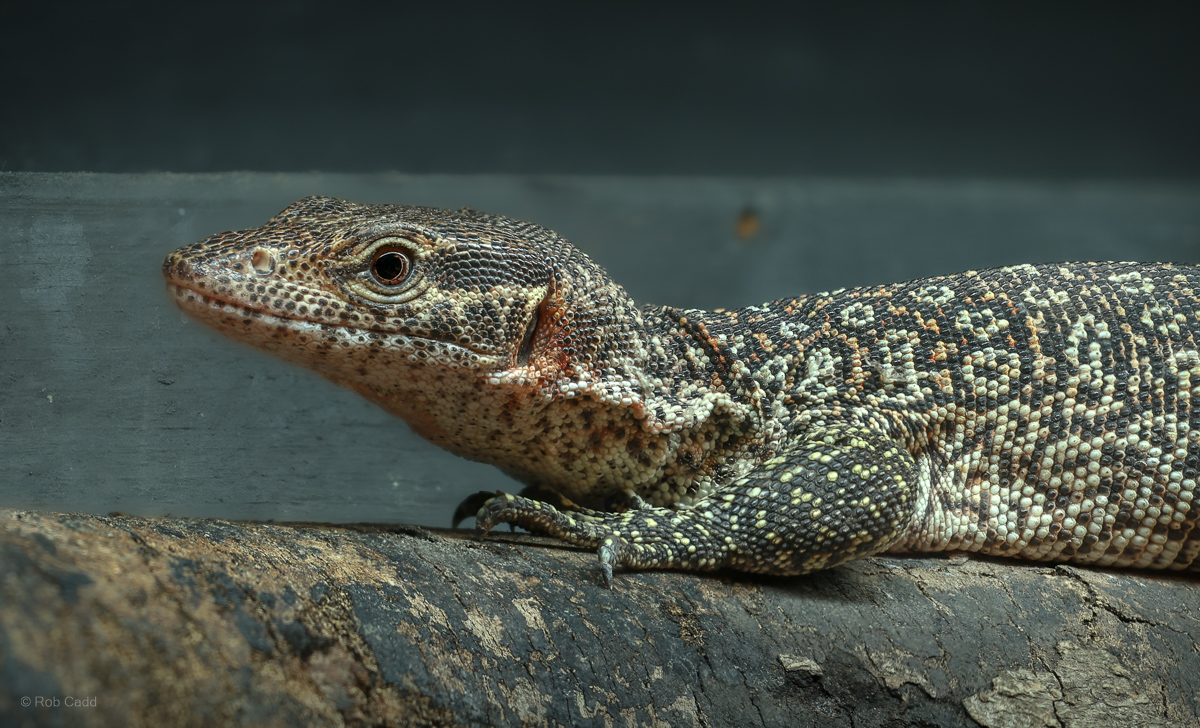 Peacock monitor : Crocodiles of the World : 20 Jun 2025