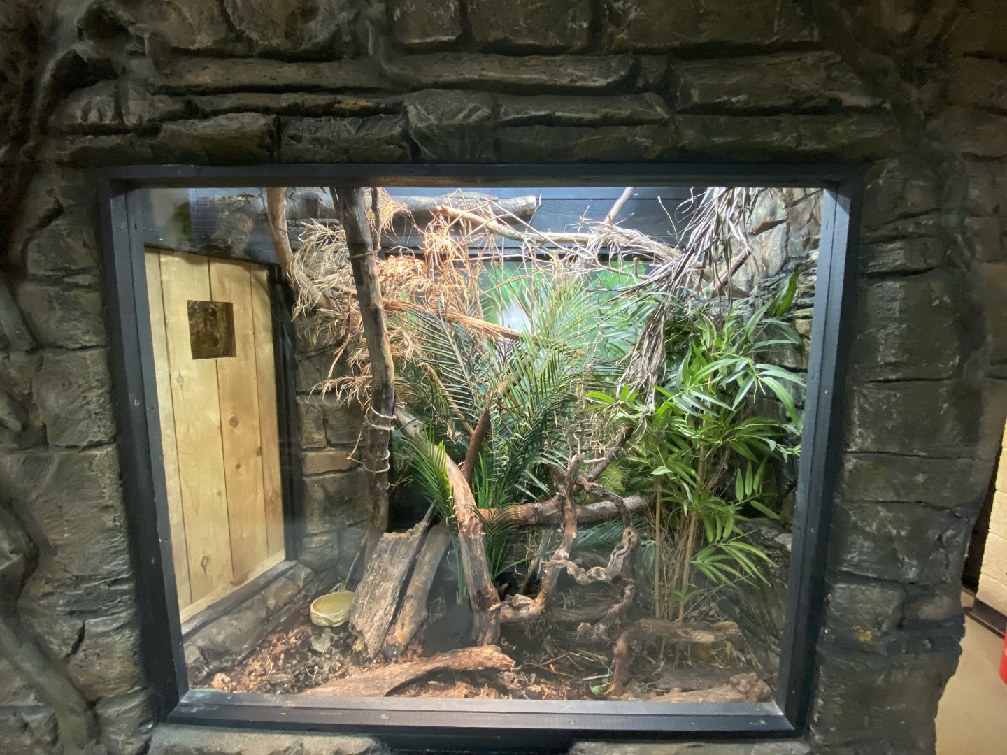 Peacock monitor exhibit