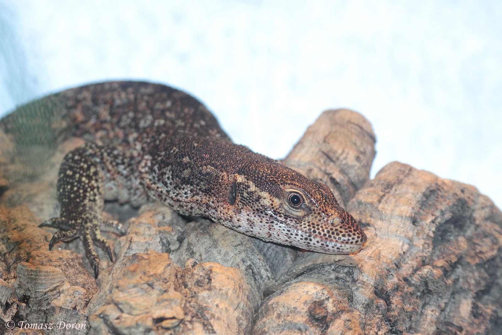 Peacock Monitor (Varanus auffenbergi), October 2014