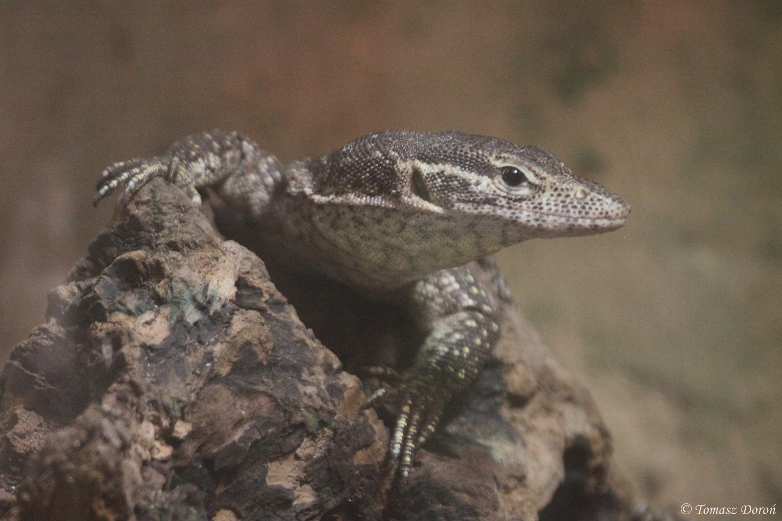 Peacock Monitor (Varanus auffenbergi)