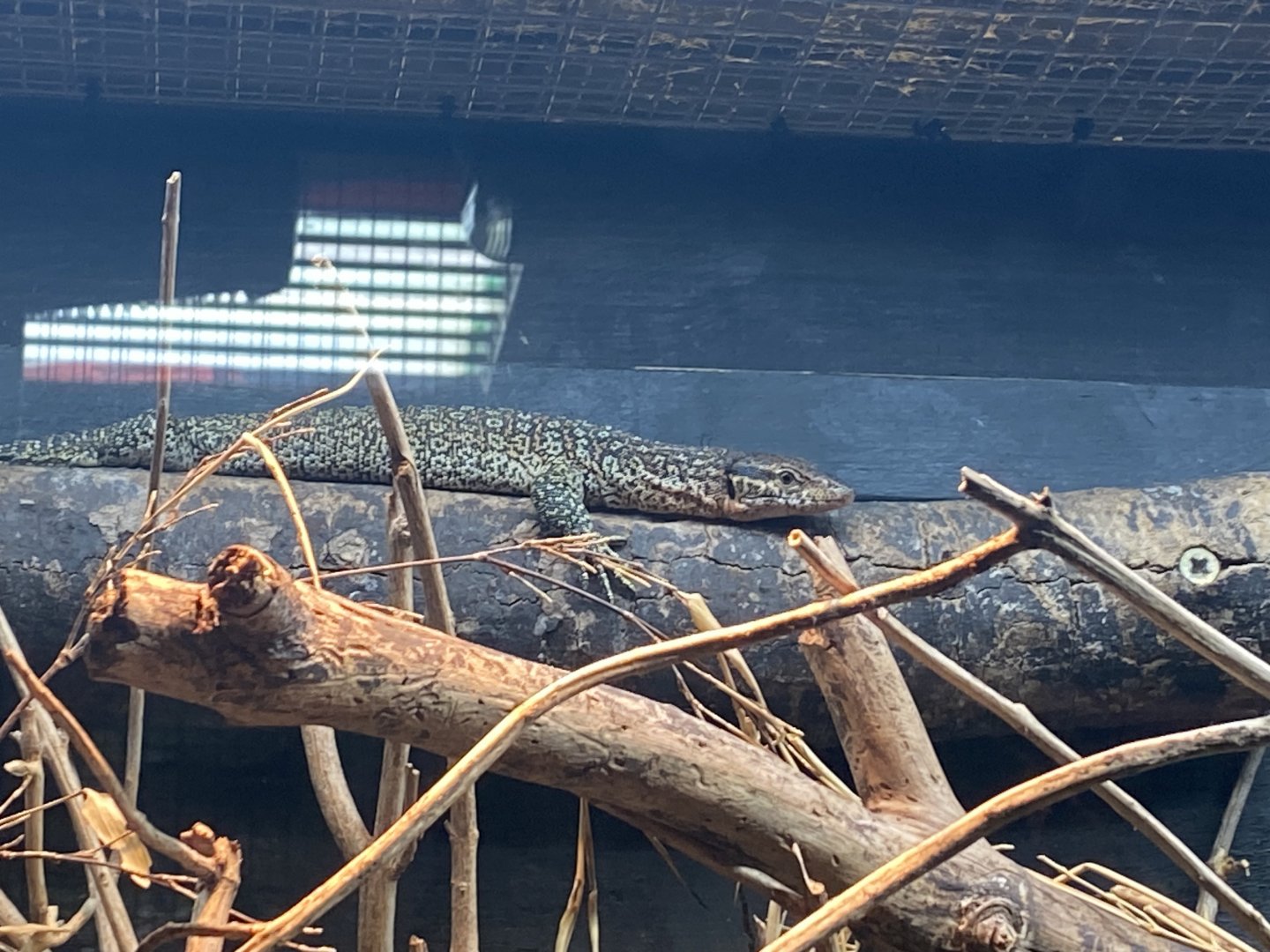 Peacock monitor